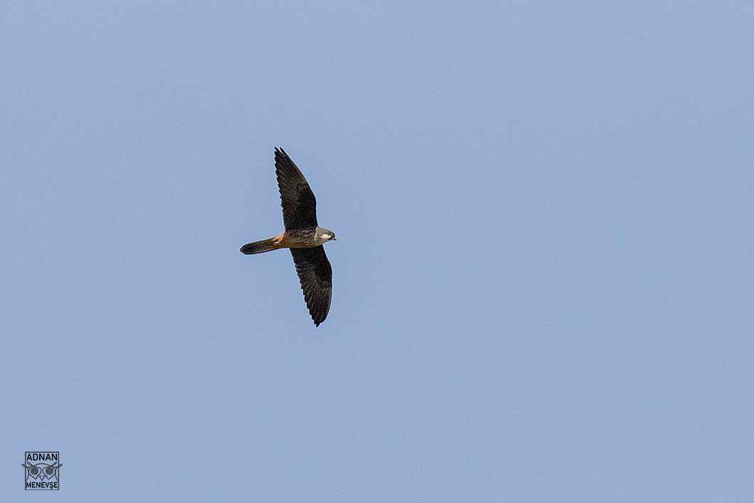 Eleonora's Falcon